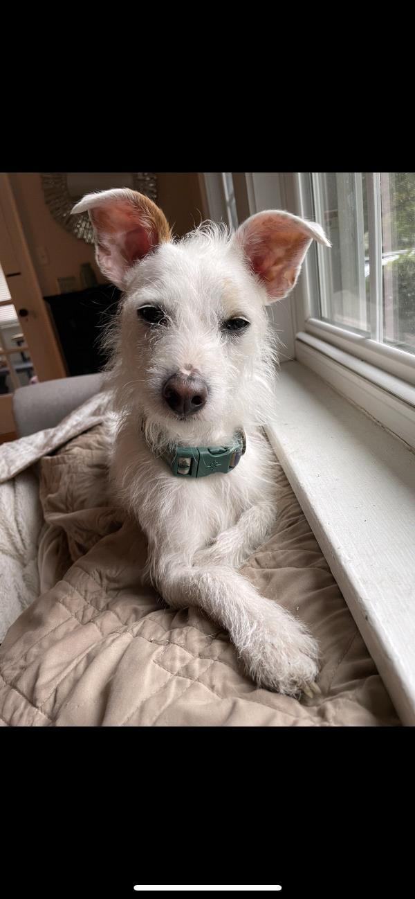 /Images/uploads/Louies Legacy Animal Rescue/cutest-rescue-pet-2023/entries/28156thumb.jpg